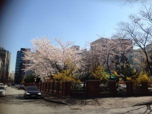 Cherry Blossom in Korea 01