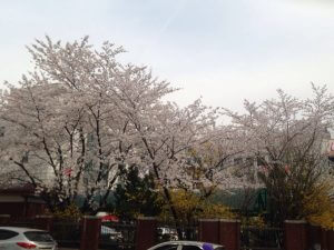 cherry blossom in korea 02