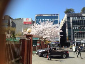 cherry blossom in korea 03